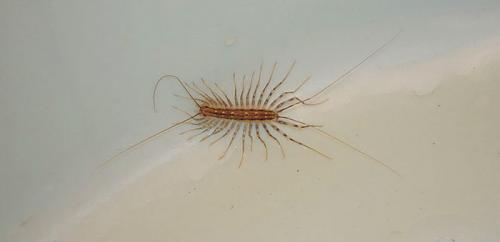 Какие насекомые она убивает. Твари, которых лучше остерегаться