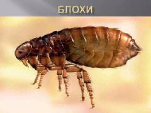 Как избежать заражения блохами. Блохи - переносчики инфекционных заболеваний.  Меры борьбы с ними.