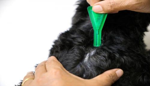 По дому прыгают блохи: как избавиться от этих неприятных гостей 06