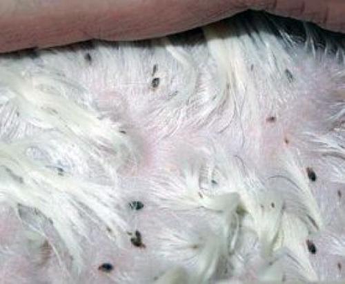 По дому прыгают блохи: как избавиться от этих неприятных гостей 02