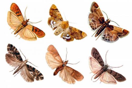 Борьба с молями: самые эффективные средства для защиты одежды и мебели 03