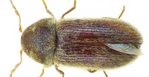 Можно ли избавиться от крупяных жучков на кухне без использования химических средств. Как избавиться от жучков в крупе: алгоритм и средства