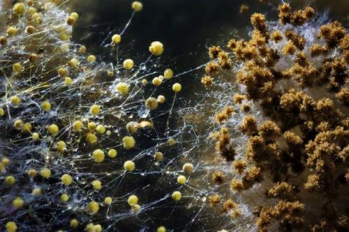 Как избавиться от белой плесени в подвале. Опасность грибка для человека 01