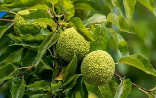 Можно ли хранить адамово яблоко на открытом воздухе. Адамово яблоко (маклюра) —, что лечит, целебные свойства, применение, рецепты для здоровья и красоты