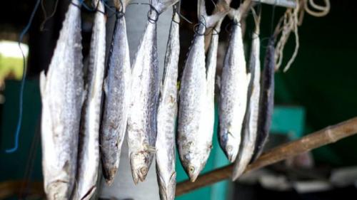 Сколько хранится вяленая рыба в холодильнике. Долгосрочное хранение