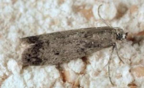 Жучки в шкафу на кухне, как избавиться. Виды жучков на кухне