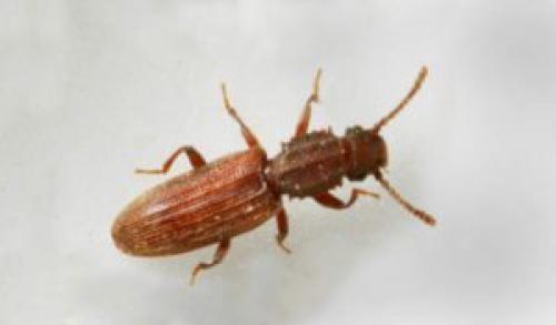 На кухне завелись маленькие коричневые жучки, как избавиться. Жучки на кухне: как избавиться от насекомых — 7 советов