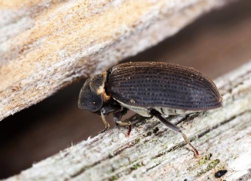 Жучки в деревянном доме, как избавиться. Жук древоточец: как избавиться в доме раз и навсегда