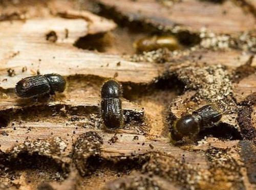 Жучки в деревянном доме, как избавиться. Жук древоточец: как избавиться в доме раз и навсегда