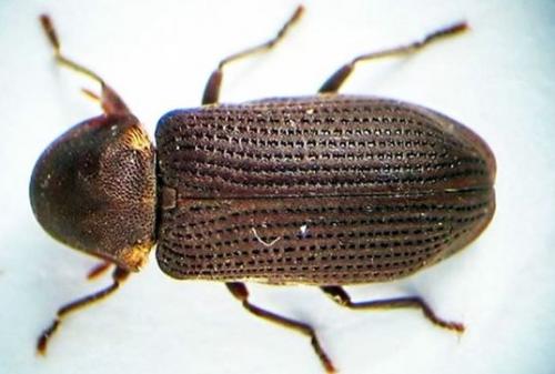 Жучки в деревянном доме, как избавиться. Жук древоточец: как избавиться в доме раз и навсегда