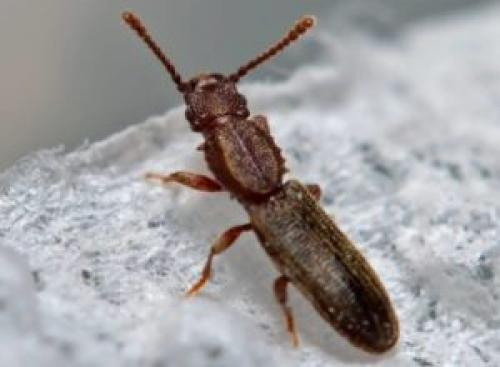 Жучки в шкафу на кухне, как избавиться. Виды жучков на кухне