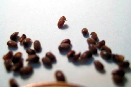 Жучки в деревянном доме, как избавиться. Жук древоточец: как избавиться в доме раз и навсегда