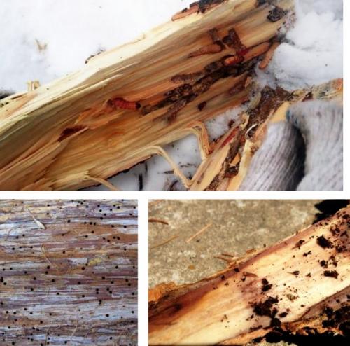 Жучки в деревянном доме, как избавиться. Жук древоточец: как избавиться в доме раз и навсегда