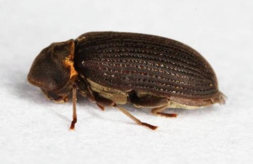 Жучки в деревянном доме, как избавиться. Жук древоточец: как избавиться в доме раз и навсегда