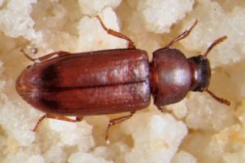 На кухне завелись маленькие коричневые жучки, как избавиться. Жучки на кухне: как избавиться от насекомых — 7 советов