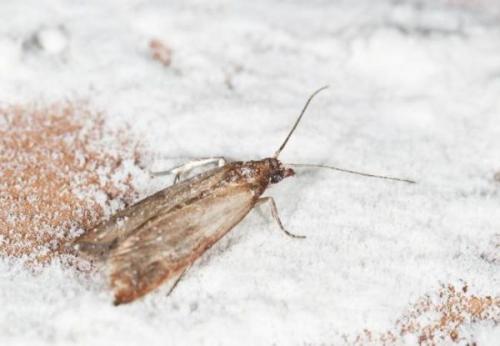 На кухне завелись маленькие коричневые жучки, как избавиться. Жучки на кухне: как избавиться от насекомых — 7 советов