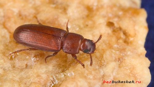Жучки на кухне, как избавиться. Какие виды жучков встречаются 01 Жучки на кухне, как избавиться. Какие виды жучков встречаются 01