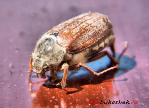 Жучки на кухне, как избавиться. Какие виды жучков встречаются 02 Жучки на кухне, как избавиться. Какие виды жучков встречаются 02