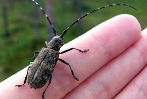 Жучки в деревянном доме, как избавиться. Жук древоточец: как избавиться в доме раз и навсегда