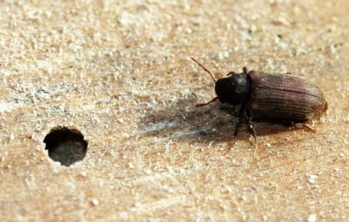 Жучки в деревянном доме, как избавиться. Жук древоточец: как избавиться в доме раз и навсегда
