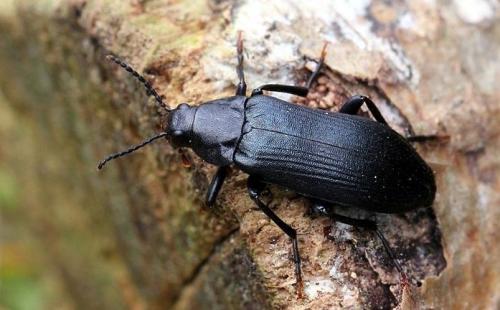 Жучки в деревянном доме, как избавиться. Жук древоточец: как избавиться в доме раз и навсегда