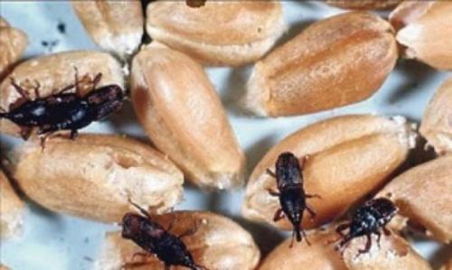 Как избавиться от крупяных жучков в кухонном шкафу. Виды жучков и причины их появления 05 Как избавиться от крупяных жучков в кухонном шкафу. Виды жучков и причины их появления 05