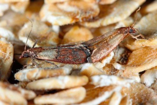 Как избавиться от пищевой моли на кухне быстро. Пищевая моль: откуда берется и как избавиться, описание лучших средств борьбы и методов профилактики