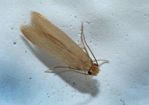 Как избавиться от пищевой моли на кухне быстро. Пищевая моль: откуда берется и как избавиться, описание лучших средств борьбы и методов профилактики