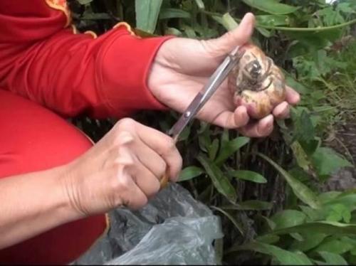 Что добавить в воду, чтобы лилии дольше стояли в вазе. Правильная подготовка осенью к хранению на зиму