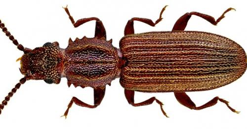 Химические средства от жучков в крупе. Как избавиться от жучков в крупе: алгоритм и средства