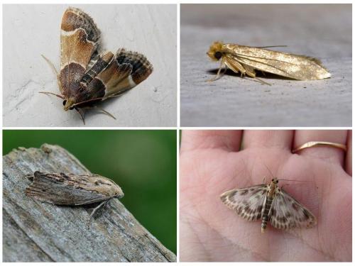 Бумажная моль. Описание и фото различных видов моли