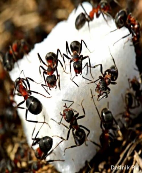 Борная кислота от муравьев на огороде. Как быстро избавиться от муравьев в огороде и доме борной кислотой?