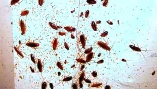 Может ли быть один таракан в квартире. Признаки наличия тараканов