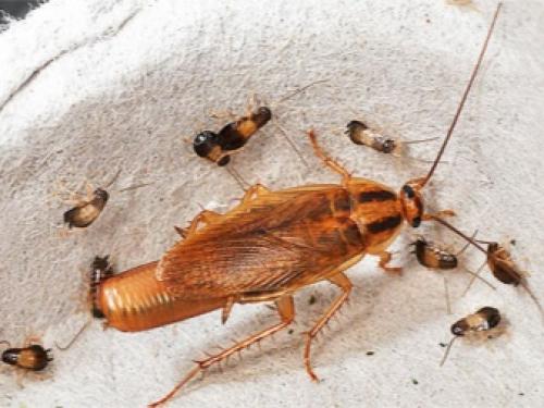 Откуда берутся тараканы в доме. Причины появления тараканов 03