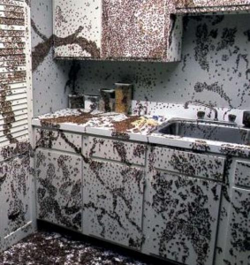 Откуда берутся тараканы в частном доме. Откуда пришли усатые завоеватели?