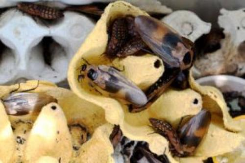 Откуда берутся тараканы в частном доме. Откуда пришли усатые завоеватели?