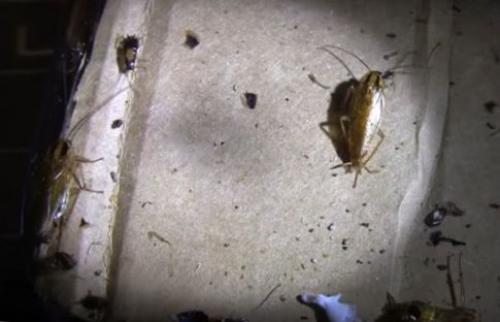 Может ли быть один таракан в квартире. Признаки наличия тараканов