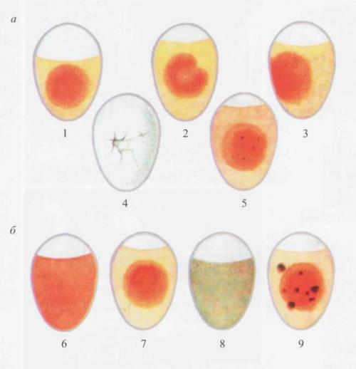 Кручение яйца: простой способ отличить сырое от вареного 03 Кручение яйца: простой способ отличить сырое от вареного 03