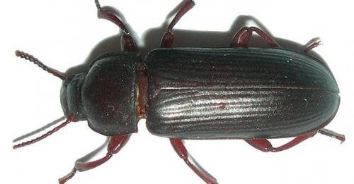 Жучки в крупе: как называются. Как избавиться от жучков в крупе: алгоритм и средства