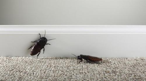 Откуда появляются тараканы. Откуда берутся тараканы?