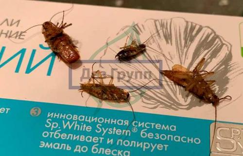 Откуда появляются тараканы. Откуда берутся тараканы? 07 Откуда появляются тараканы. Откуда берутся тараканы? 07