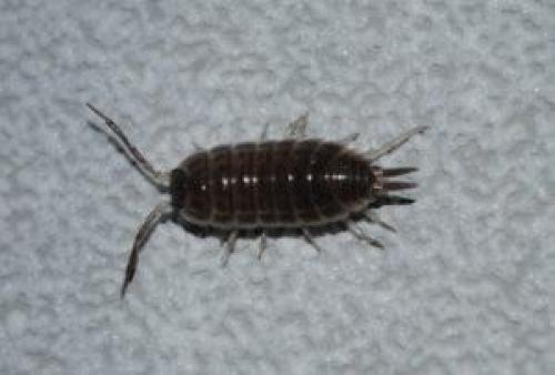 Мокрицы в доме причины. Как избавиться от мокриц в ванной 06