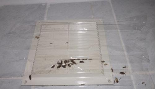 Мокрицы в доме причины. Как избавиться от мокриц в ванной 01 Мокрицы в доме причины. Как избавиться от мокриц в ванной 01