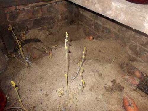 Обработка погреба от плесени и грибка. Как избавиться от грибка в погребе 04 Обработка погреба от плесени и грибка. Как избавиться от грибка в погребе 04