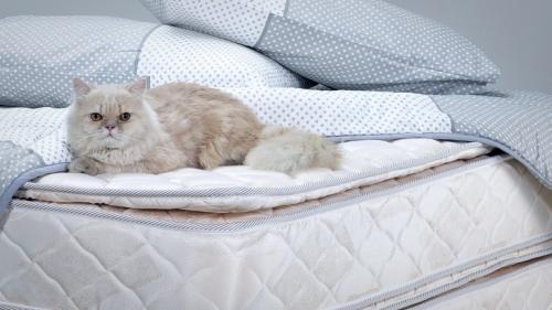 Ребенок написал на матрас, как избавиться от запаха и пятна. Как очистить матрас от мочи в домашних условиях? 01