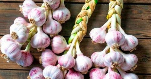 Как хранить чеснок в городской квартире. Как хранить чеснок в домашних условиях — самые простые способы хранения