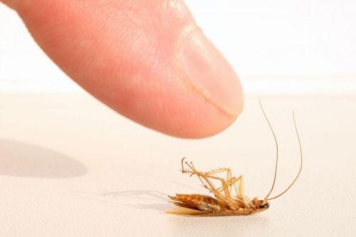 Отрава для тараканов своими руками. Как избавиться от тараканов: лучшие народные средства