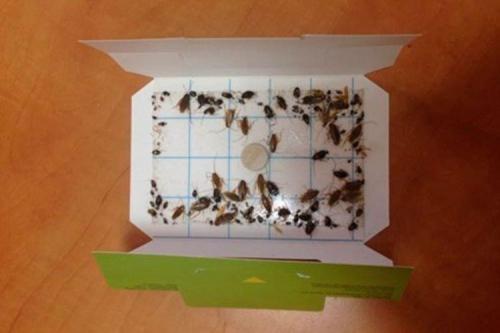 Отрава для тараканов своими руками. Как избавиться от тараканов: лучшие народные средства