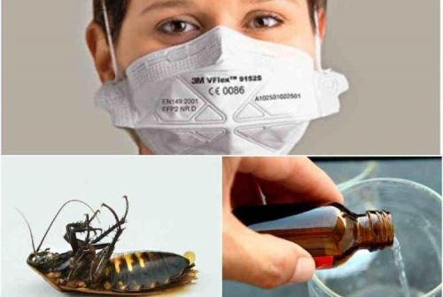 Отрава для тараканов своими руками. Как избавиться от тараканов: лучшие народные средства