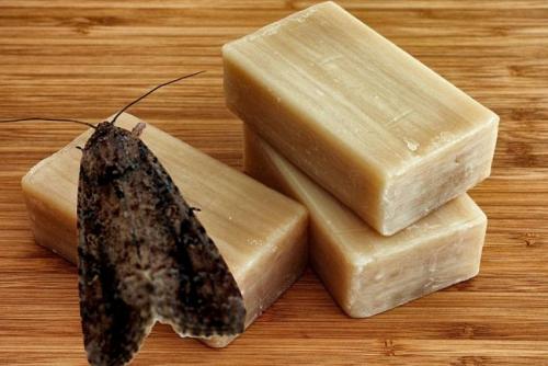 Средство от моли в ссср. 12 способов, как избавиться от моли народными средствами